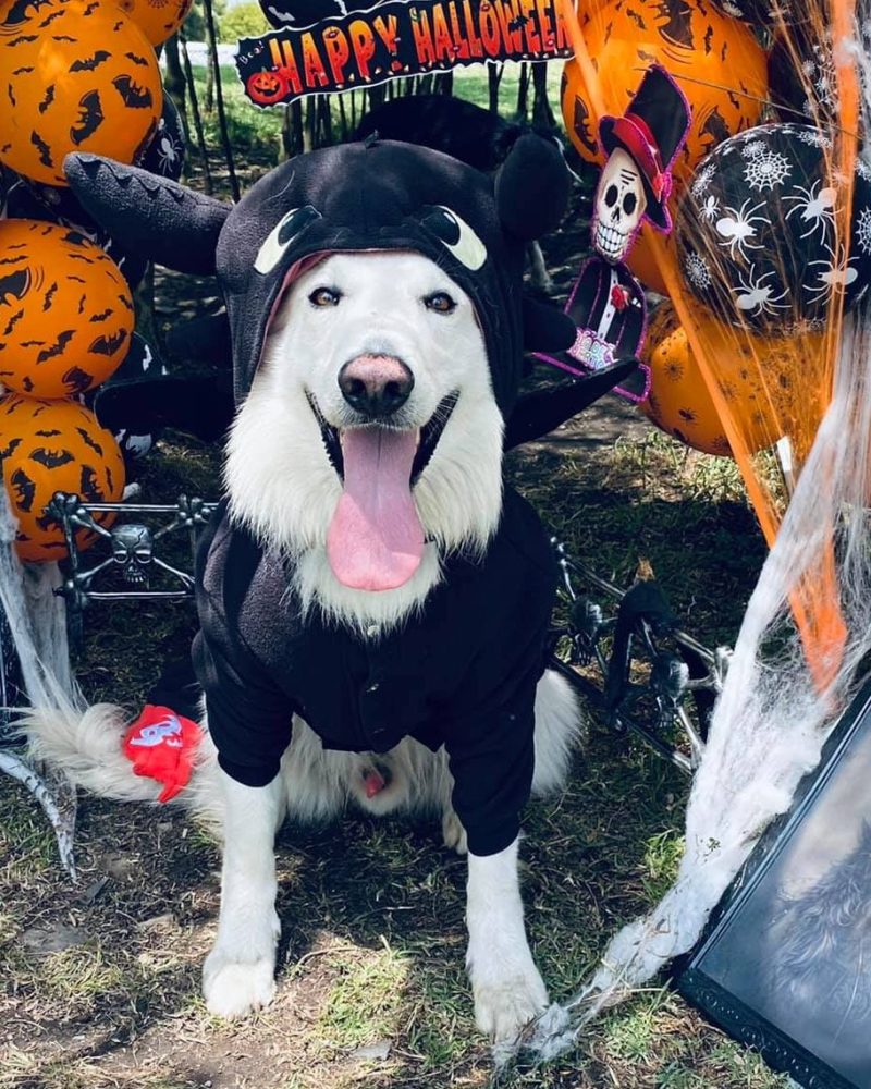 122978551_10157810473942239_4191779830883551882_o