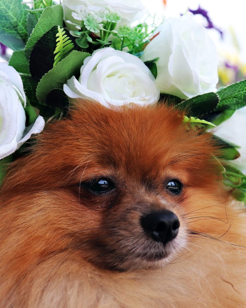 69997445_10156701252062239_2271144728638521344_o