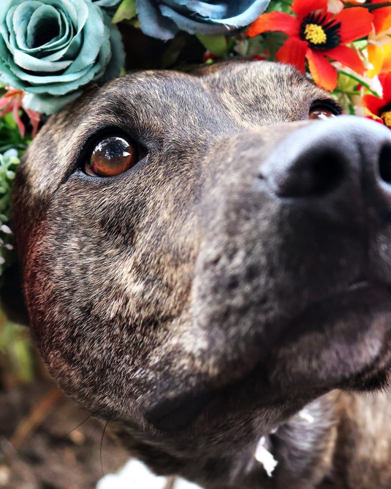 70725780_10156701152117239_8106321703967129600_o